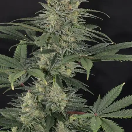 Cheddar Mintz by TerpyZ