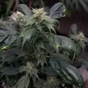 Z FUEL SWAG by Terpyz Grow