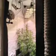 DNA Cake Autoflower unter Sanlight