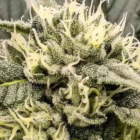 HG23 Michael – Elite DNA Genetics