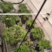ETHOS GENETICS CRESCENDO RBX1 GROWSHOP