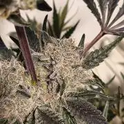 Lemon Cherry gelato backbackboyz Barneys