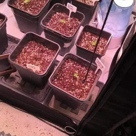 DNA GENETICS SNACK PACK ATHENA AG