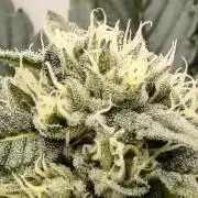 HG23 Michael – Elite DNA Genetics