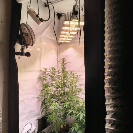 DNA Cake Autoflower unter Sanlight