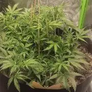 My first grow - lst + defoliation