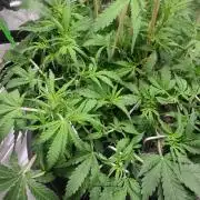 My first grow - lst + defoliation