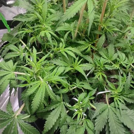 My first grow - lst + defoliation