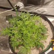 My first grow - lst + defoliation