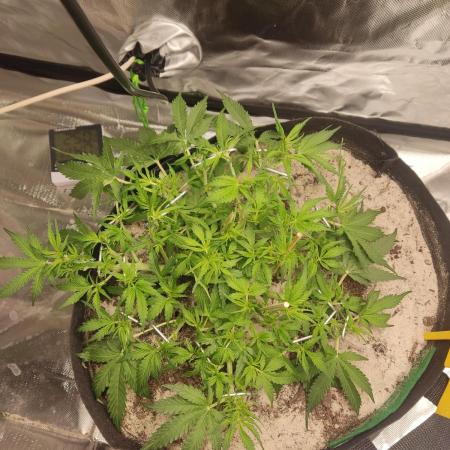 My first grow - lst + defoliation