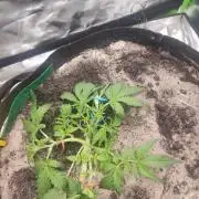 My first grow - lst + defoliation