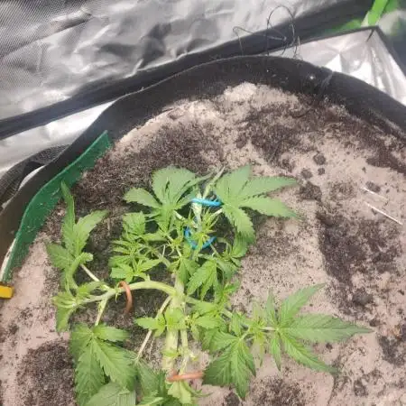 My first grow - lst + defoliation