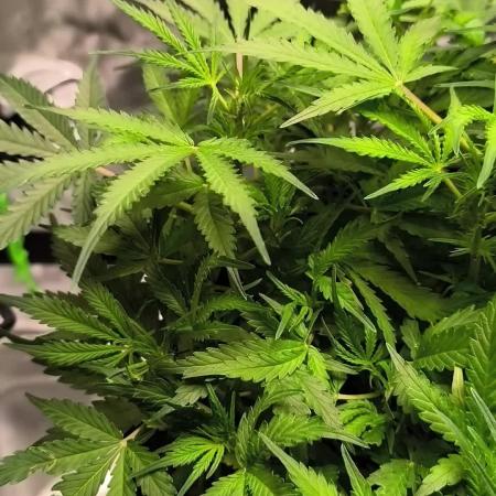 My first grow - lst + defoliation