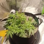 My first grow - lst + defoliation