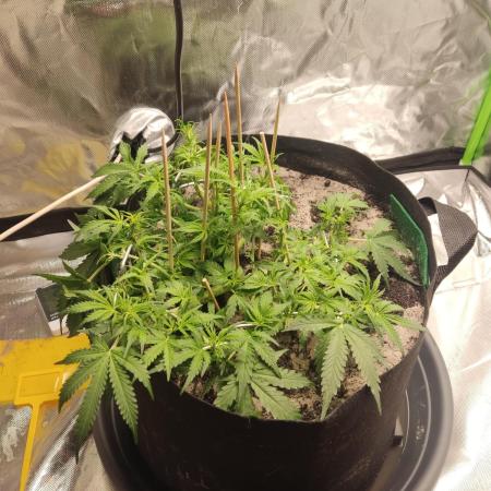 My first grow - lst + defoliation