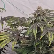 Black Domina #2