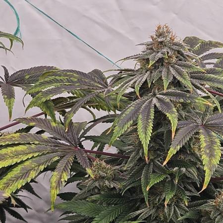 Black Domina #2