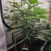 Northern Lights