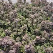 Black Domina