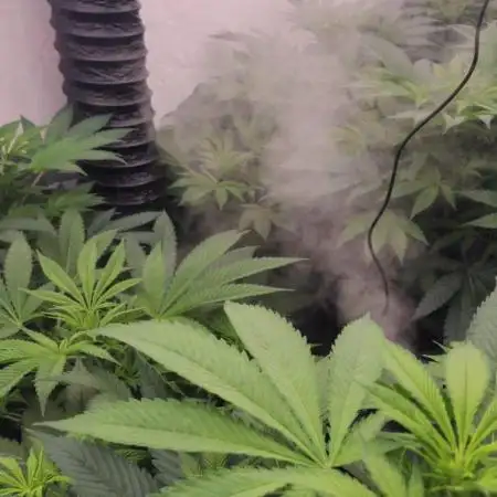Black Domina #2