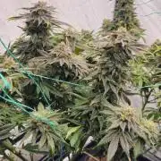 Black Domina #2