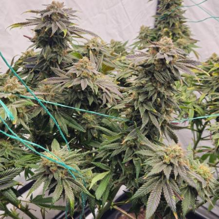 Black Domina #2