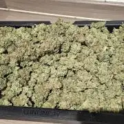 Black Domina #2