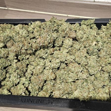 Black Domina #2