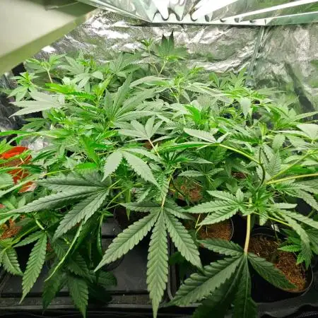 Black Domina #2