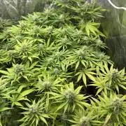 Primavera 2026