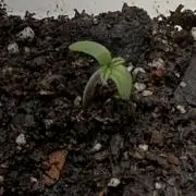 Zkittlez My Nizzle OG Auto