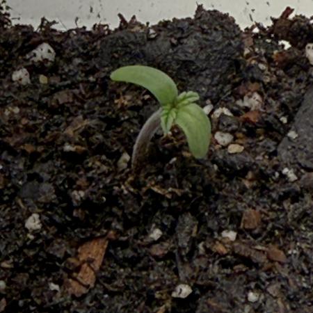 Zkittlez My Nizzle OG Auto