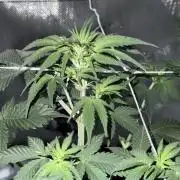 Zkittlez OG Auto (First Grow!!)