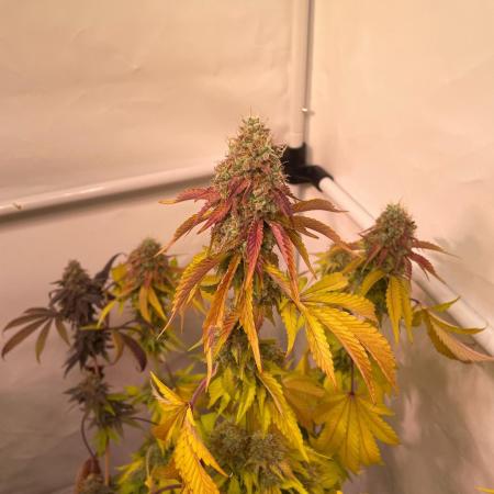 Cookie Casket & Hindu Kush