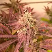 Cookie Casket & Hindu Kush