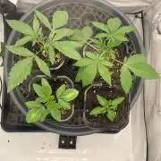 Cookie Casket Scrog