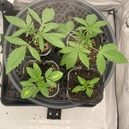 Cookie Casket Scrog