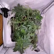 Cookie Casket & Hindu Kush