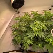 Cookie Casket & Hindu Kush