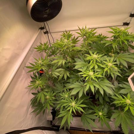 Cookie Casket & Hindu Kush