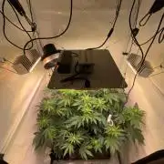 Cookie Casket & Hindu Kush