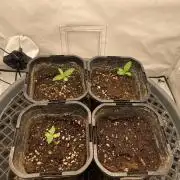 Cookie Casket Scrog