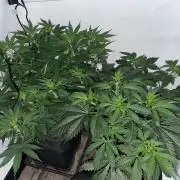 Cookie Casket & Hindu Kush