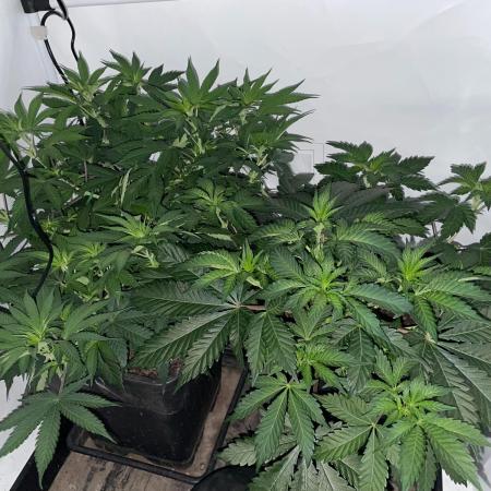 Cookie Casket & Hindu Kush