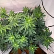 Cookie Casket & Hindu Kush