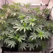 Cookie Casket & Hindu Kush