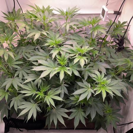 Cookie Casket & Hindu Kush