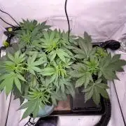 Cookie Casket & Hindu Kush