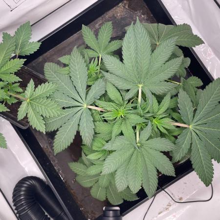 Cookie Casket & Hindu Kush