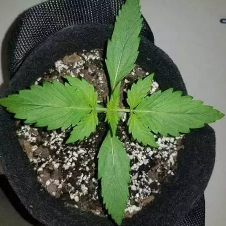 Auto Blue Dream'matic Stealth Bucket